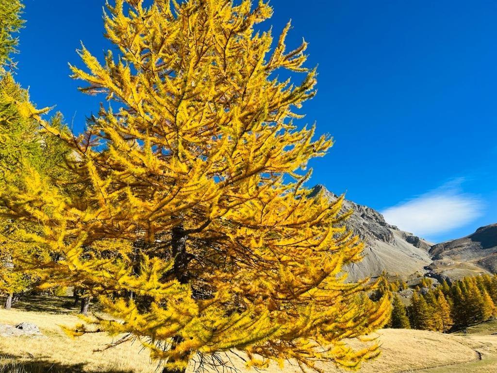 Les Glycines, Charmant Studio Au Calme Dans Batisse De Maitre Proche Du Centre Ville Parking Gratuit Digne-les-Bains Esterno foto